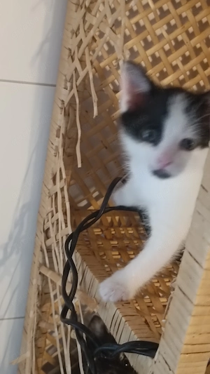Kätzchen abzugeben  Bild 2