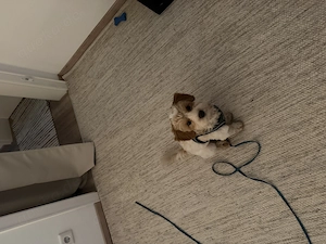 Maltipoo, 5 Monate alt
