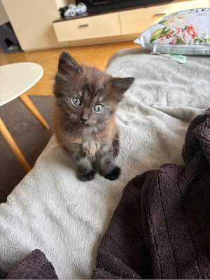Neva Masquarade Kitten Mischling   ab 01.06.2026 abzugeben    
