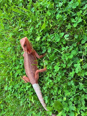 Bartagamen Männchen Bild 2