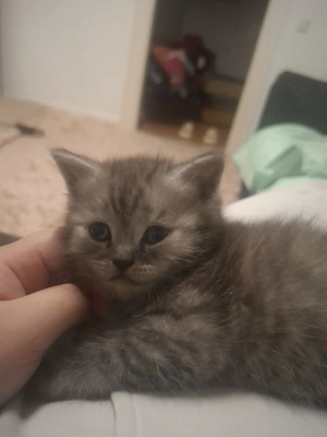 Britisch kurzhaar Kitten