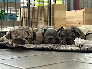 Französische Bulldoggen Welpen liebevoll aufgezogen, seltene Farben (Blue & Merle)