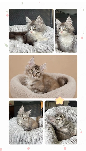 Maine Coon Kitten mit Stammbaum