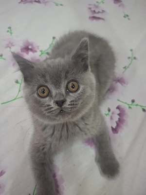 kittenbabys 11 Wochen jung  Bild 2