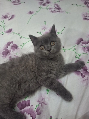kittenbabys 11 Wochen jung  Bild 5