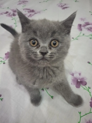 kittenbabys 11 Wochen jung 