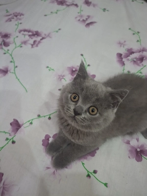 kittenbabys 11 Wochen jung  Bild 3