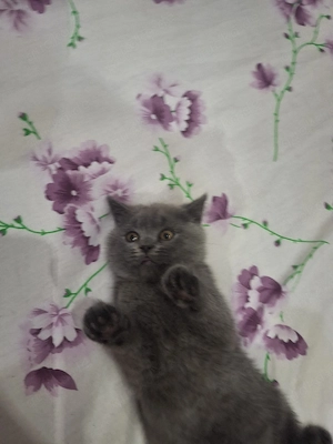 kittenbabys 11 Wochen jung  Bild 4