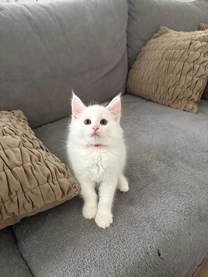 Main Coon Kitten