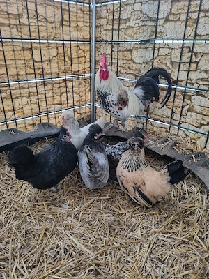 Unsere geliebte Hühnerfamilie sucht dringend ein liebevolles Zuhause