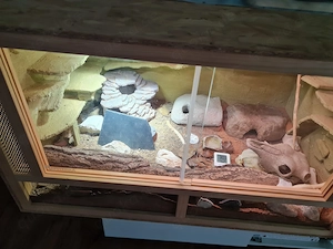 Leopardgecko Damen anzugeben 