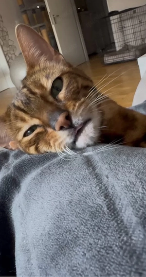 Wunderschöne, liebevolle Bengalkatze sucht ein neues, fürsorgliches Zuhause Bild 9