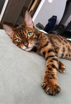 Wunderschöne, liebevolle Bengalkatze sucht ein neues, fürsorgliches Zuhause Bild 6
