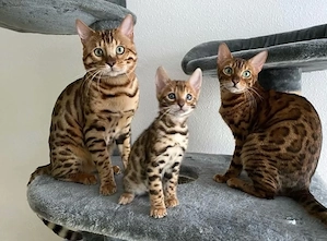 Wunderschöne, liebevolle Bengalkatze sucht ein neues, fürsorgliches Zuhause Bild 2