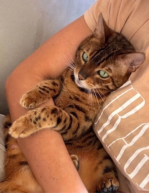 Wunderschöne, liebevolle Bengalkatze sucht ein neues, fürsorgliches Zuhause Bild 4