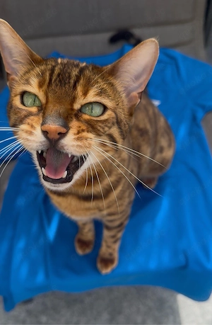 Wunderschöne, liebevolle Bengalkatze sucht ein neues, fürsorgliches Zuhause Bild 7
