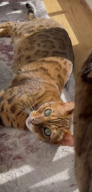Wunderschöne, liebevolle Bengalkatze sucht ein neues, fürsorgliches Zuhause Bild 10