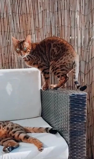 Wunderschöne, liebevolle Bengalkatze sucht ein neues, fürsorgliches Zuhause Bild 8