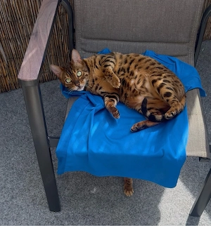 Wunderschöne, liebevolle Bengalkatze sucht ein neues, fürsorgliches Zuhause Bild 3