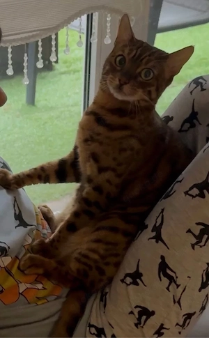 Wunderschöne, liebevolle Bengalkatze sucht ein neues, fürsorgliches Zuhause Bild 5