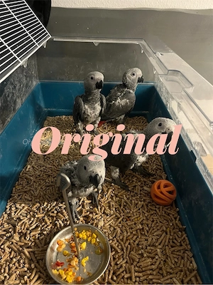 Kongo Graupapageienbabys Handaufzucht 