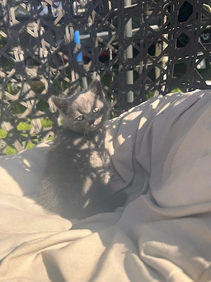 bkh kitten Bild 2