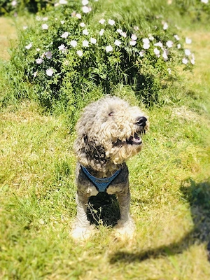 Lagotto Ramagnole Pudel Mix
