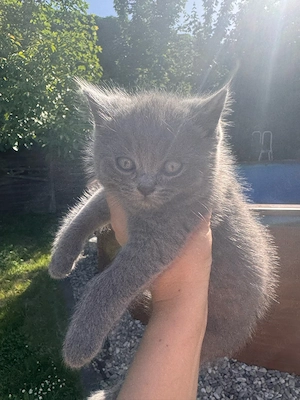 bkh kitten Bild 4