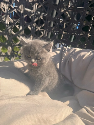 bkh kitten