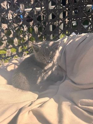 bkh kitten Bild 3