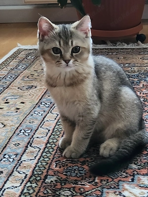 Reinrassige BKH Kitten 