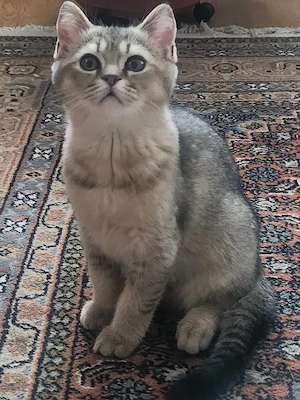 Reinrassige BKH Kitten 