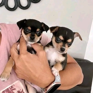 chihuahua welpe