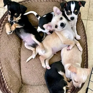 chihuahua welpe