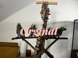 Kongo Graupapageienbabys Handaufzucht  Bild 2