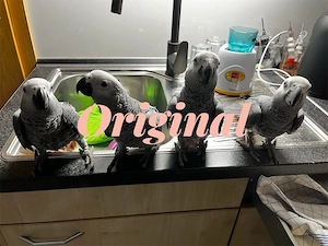 Kongo Graupapageienbabys Handaufzucht  Bild 3