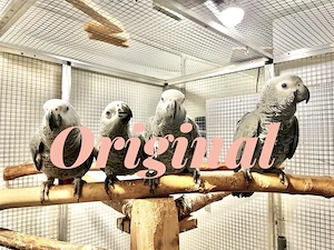 Kongo Graupapageienbabys Handaufzucht  Bild 5