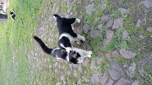 Border Collie Welpen 