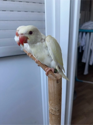 Halsbandsittiche