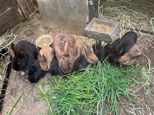 Hasenbabys zu verkaufen 
