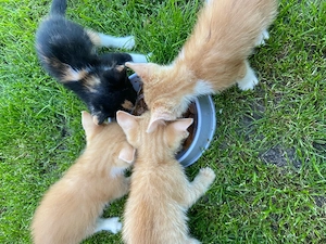 Katzen Babys 