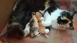 Hauskatzen Kätzchen 