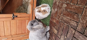 Zwei Zwergkaninchen zu verkaufen 