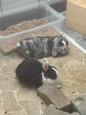 kaninchen 2 jahre 