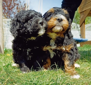 Benedoodle Welpen