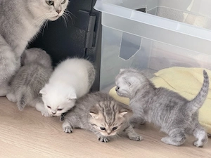 British Shorthair Kätzchen 