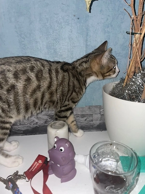 mocci sucht dich