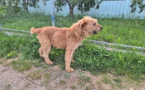 Jonne sucht seine Familie