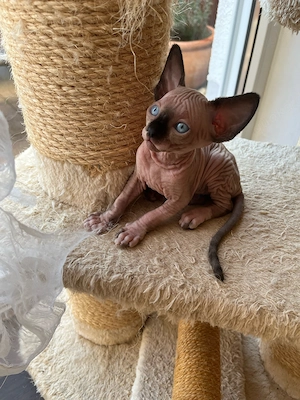 canadian Sphynx Bub mit Tasthaaren und fantastischen blaue Augen