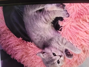  Zuckersüße Katzenbabys suchen ein neues Zuhause Reinrassige Bkh Kitten